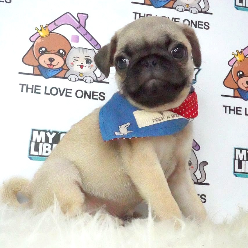 Pug Puppy (Male) For Sale
