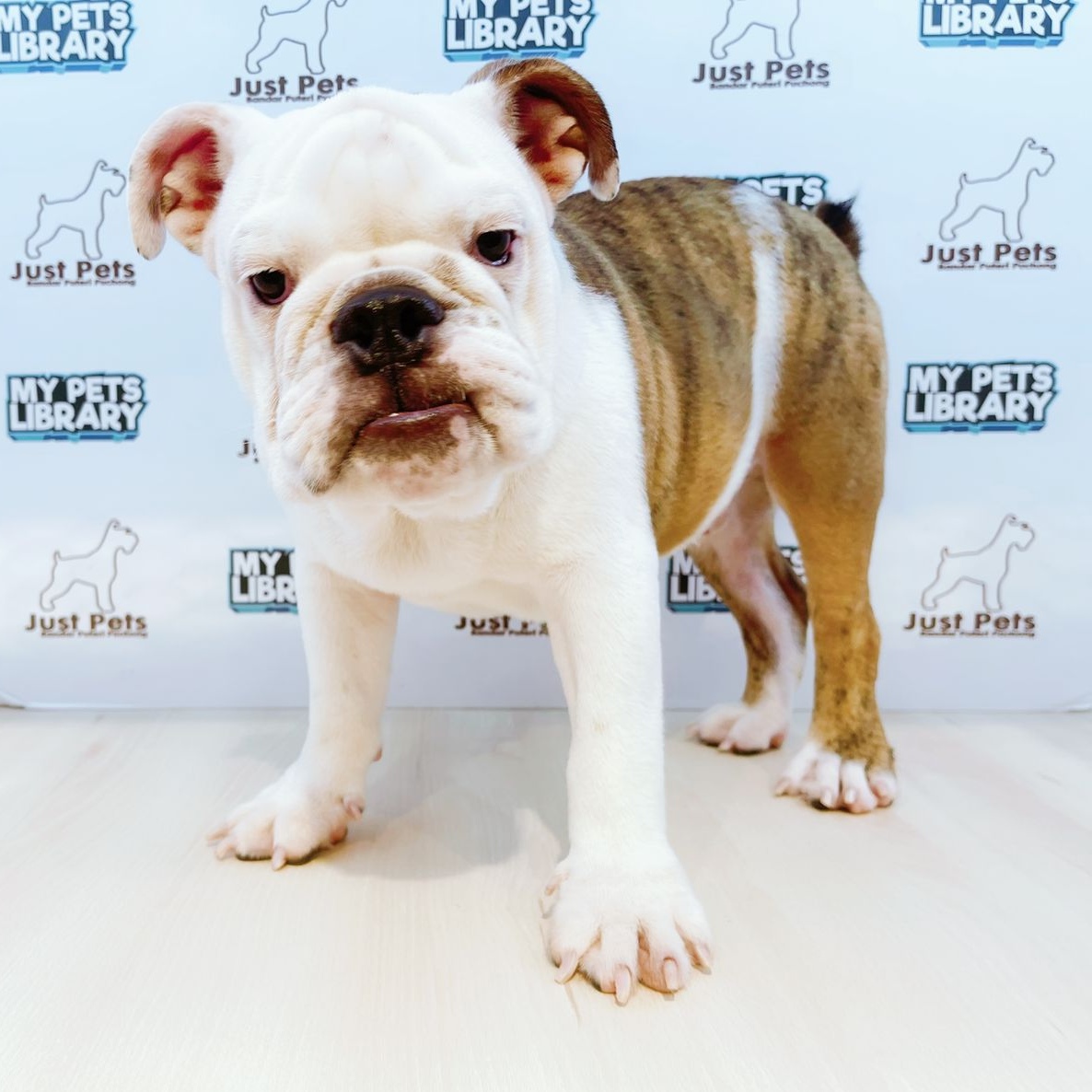 MKA English Bulldog Puppy (Male) For Sale