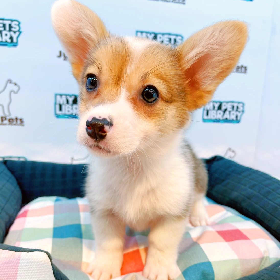 MKA Corgi Puppy (Female) For Sale