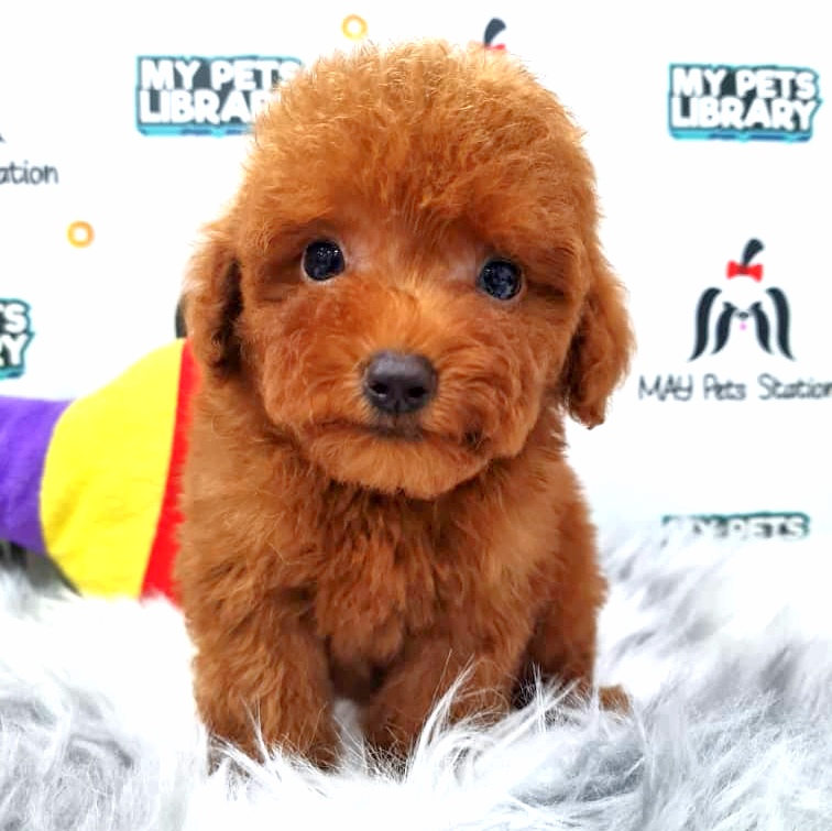 Tiny Toy Poodle Puppy (Male) For Sale