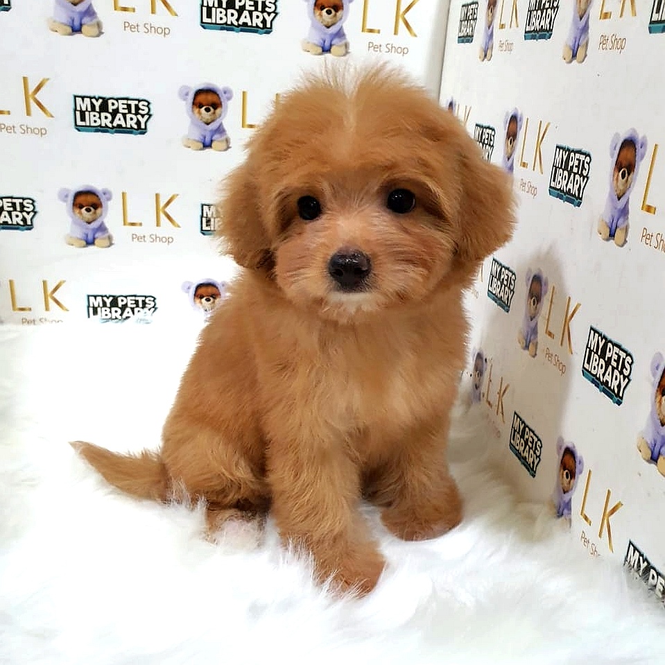 Toy Poodle Puppy (Female) For Sale