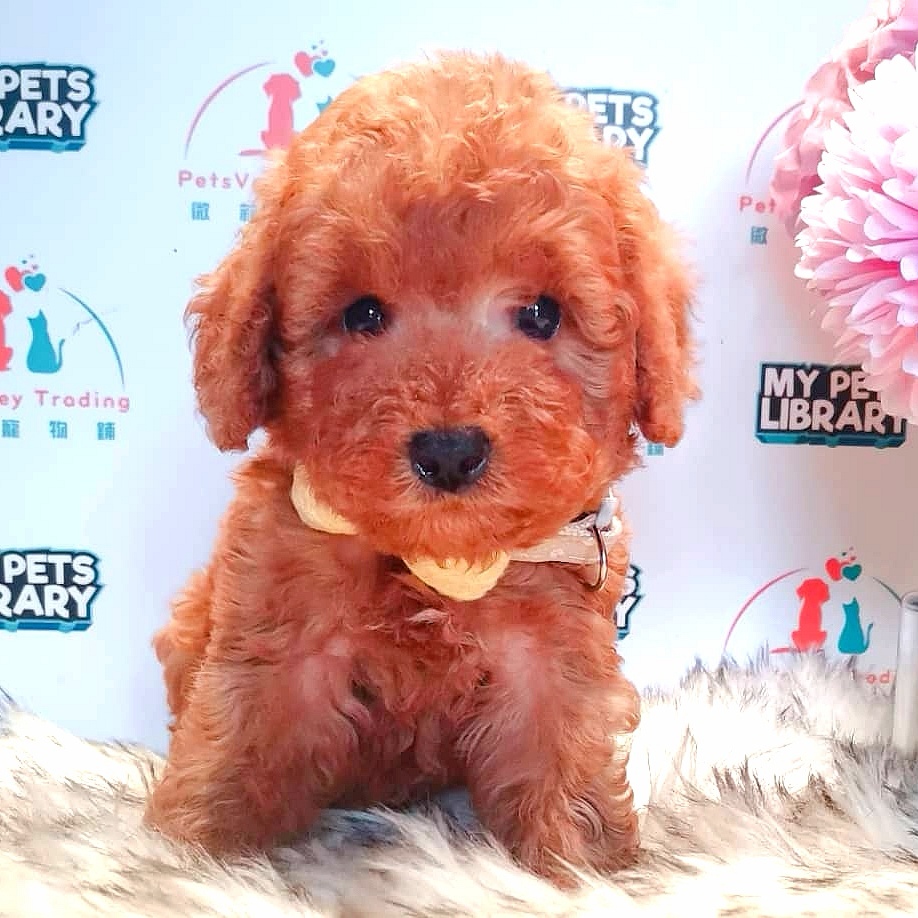 Tiny Toy Poodle Puppy (Male) For Sale