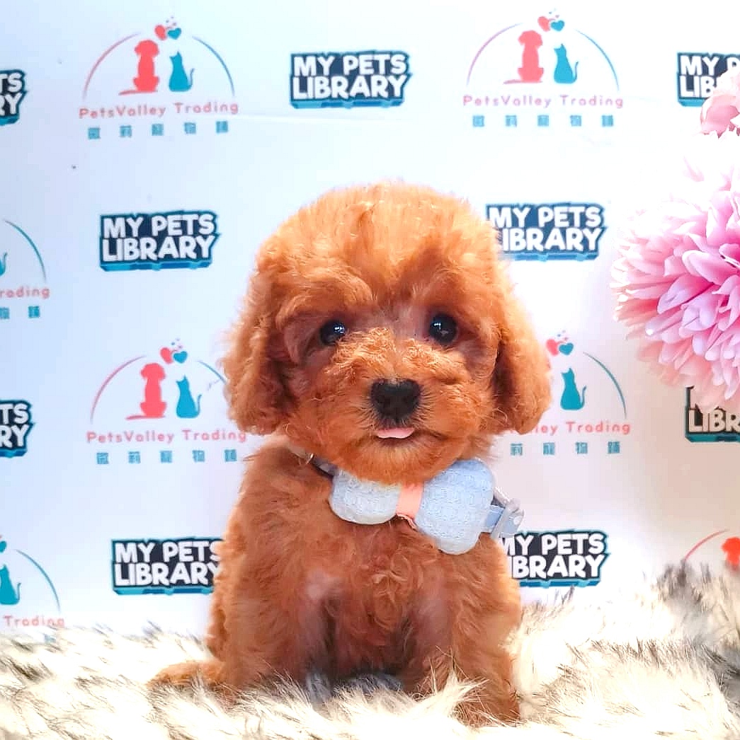Tiny Toy Poodle Puppy (Female) For Sale