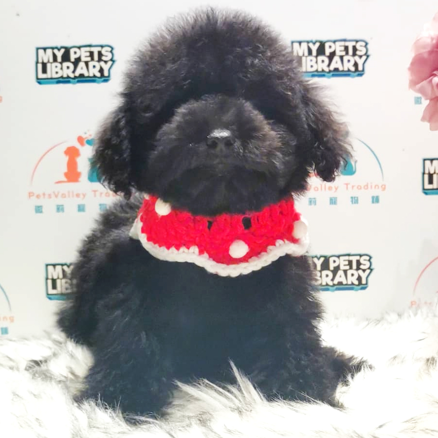 Tiny Toy Poodle Puppy (Female) For Sale