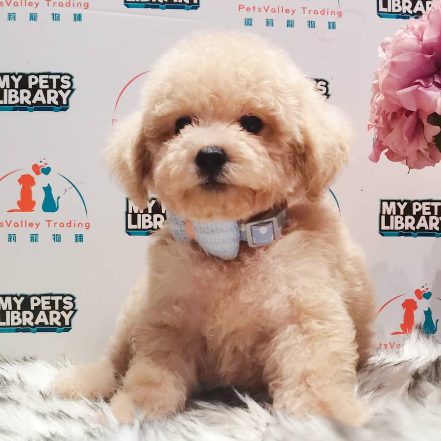 Tiny Toy Poodle Puppy (Male) For Sale