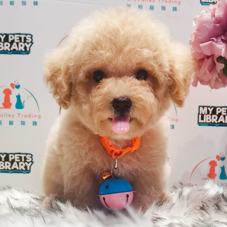 Tiny Toy Poodle Puppy (Male) For Sale