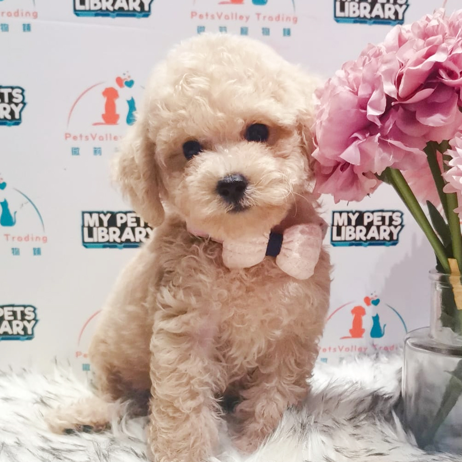 Tiny Toy Poodle Puppy (Male) For Sale