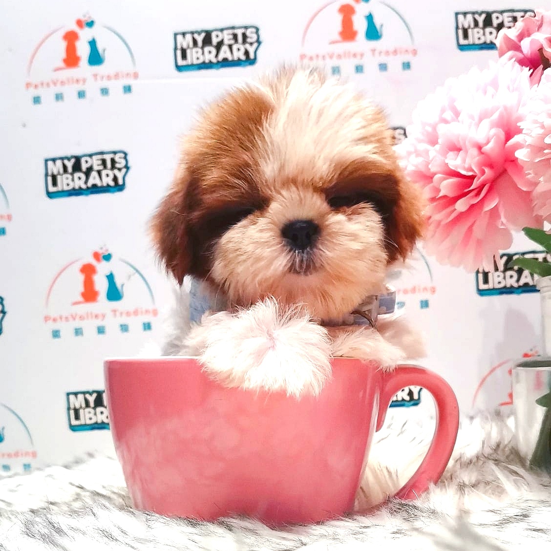 Shih Tzu Puppy (Female) For Sale
