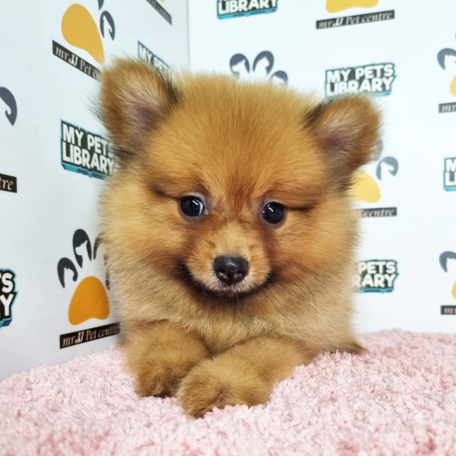 Pomeranian Puppy (Female) For Sale
