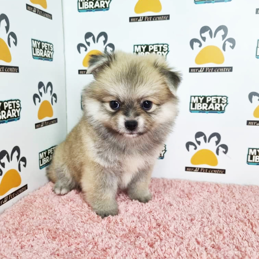 Pomeranian Puppy (Female) For Sale