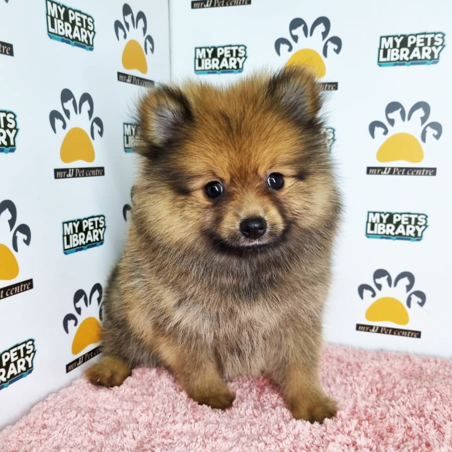 Pomeranian Puppy (Female) For Sale
