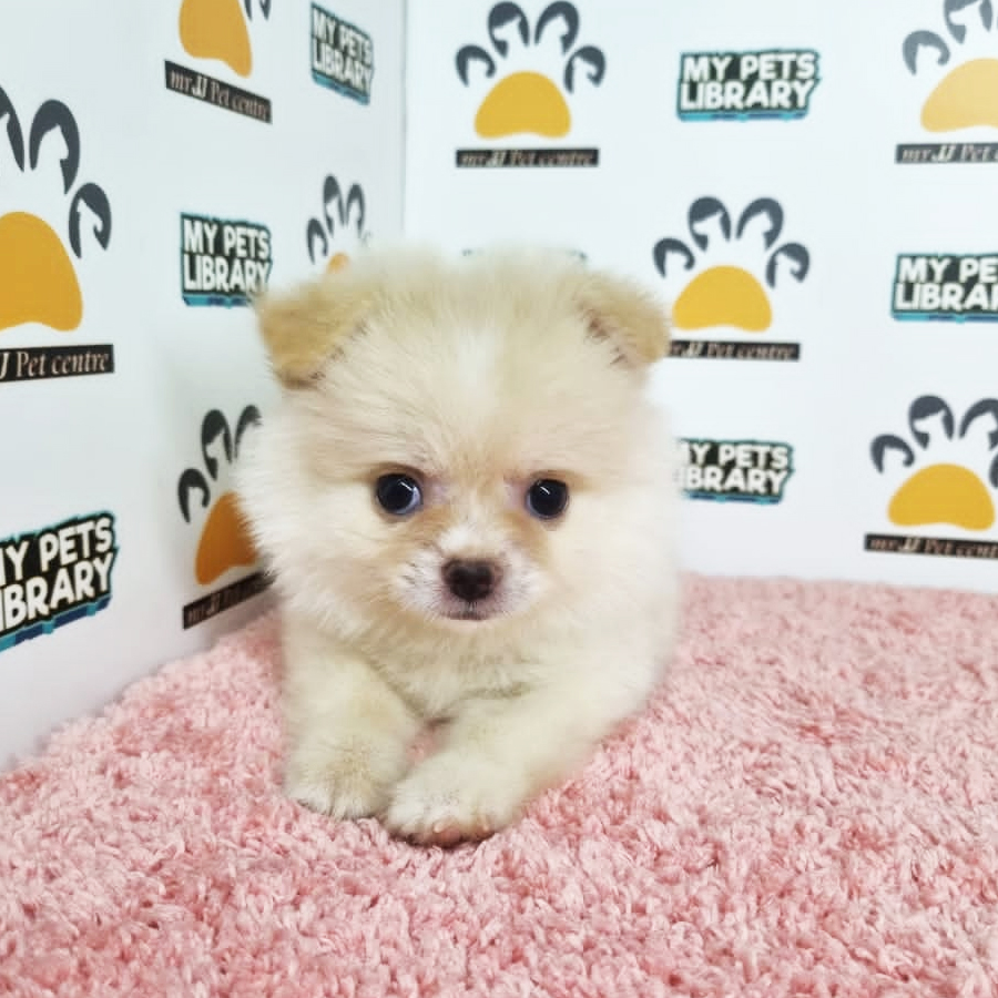 Pomeranian Puppy (Female) For Sale
