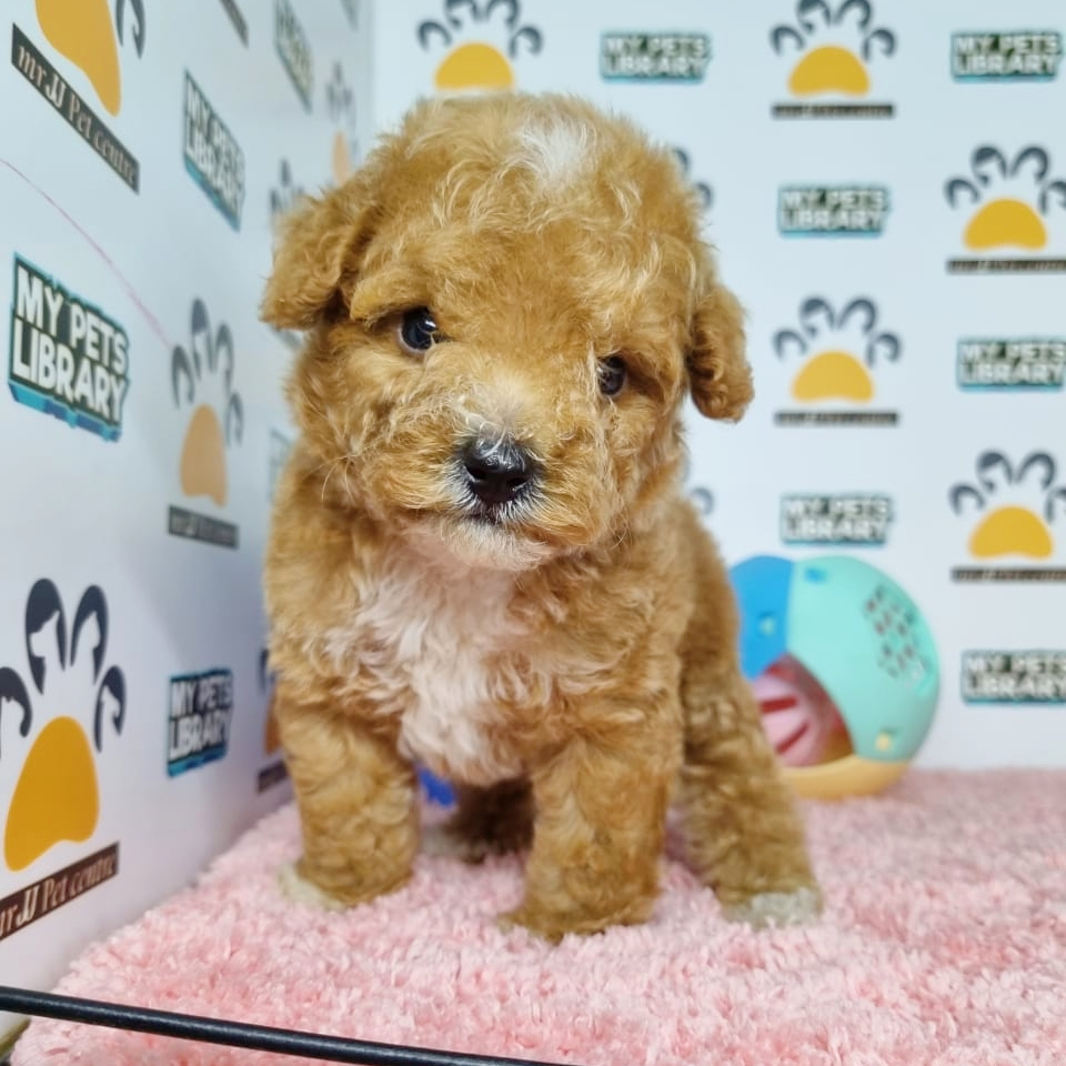 Toy Poodle Puppy (Female) For Sale