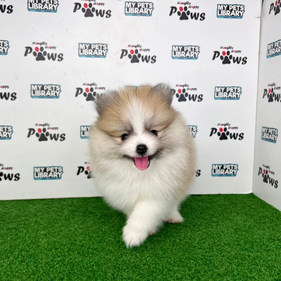 Pomeranian Puppy (Male) For Sale