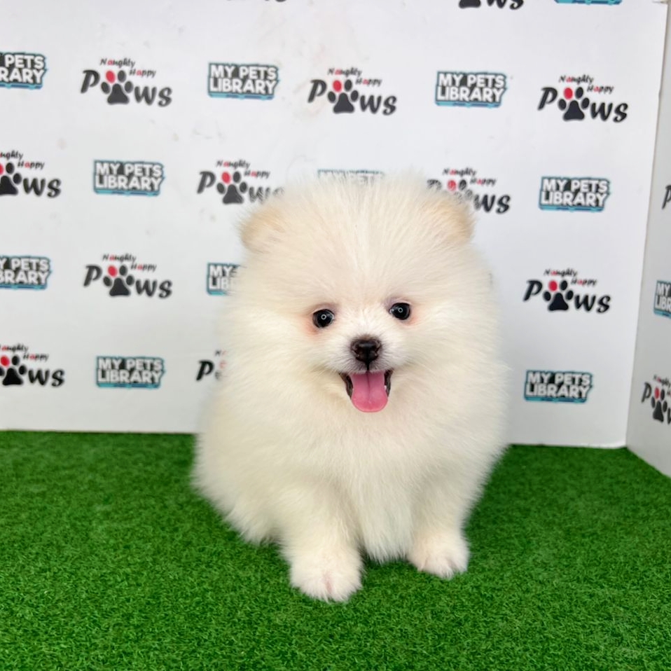 Pomeranian Puppy (Male) For Sale