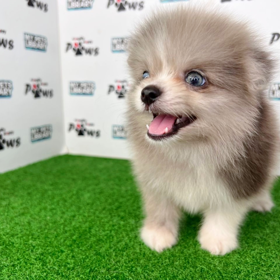 Pomeranian Puppy (Male) For Sale