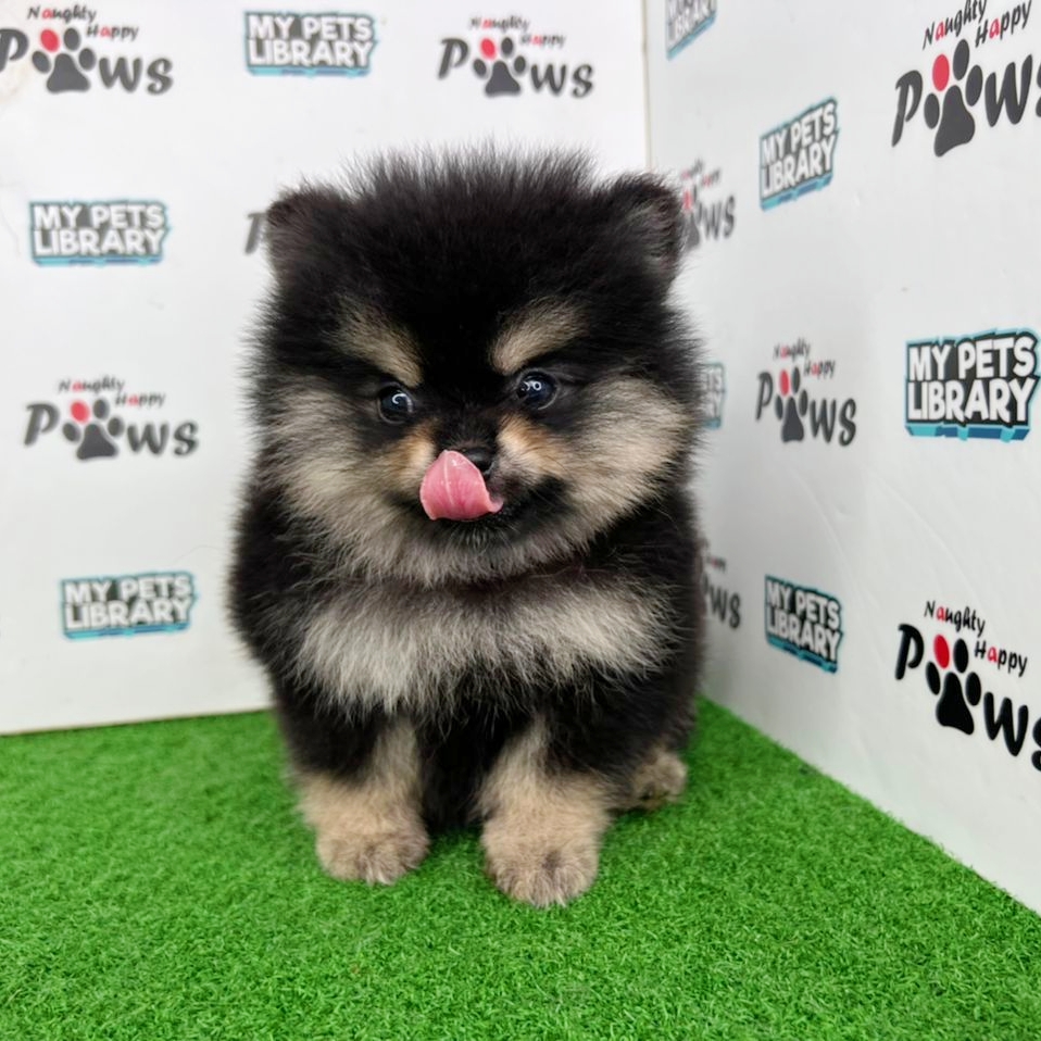 Pomeranian Puppy (Female) For Sale