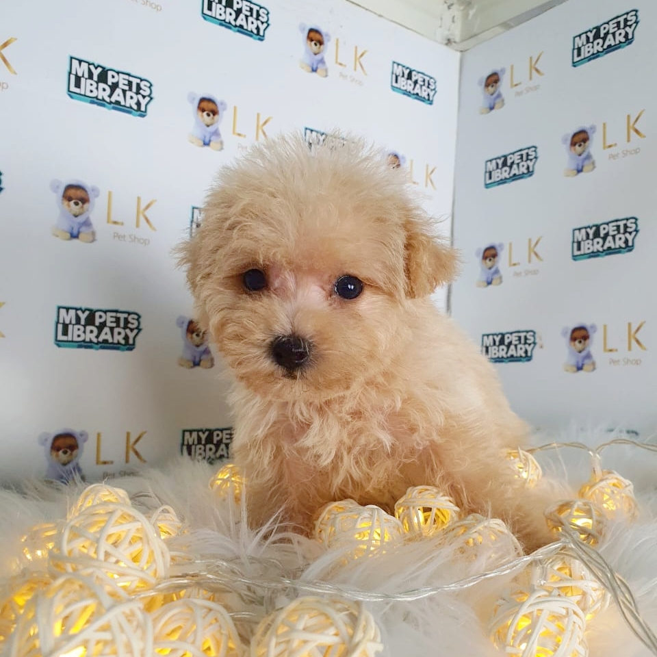 Toy Poodle Puppy (Female) For Sale