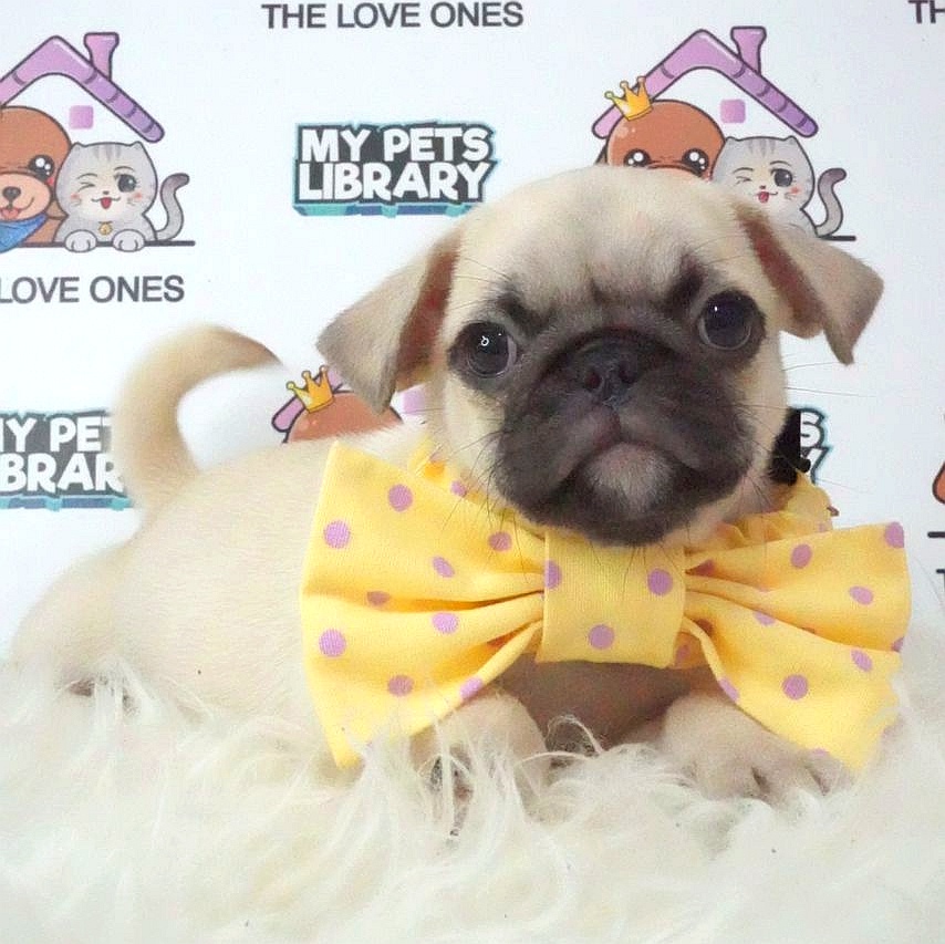 Pug Puppy (Male) For Sale