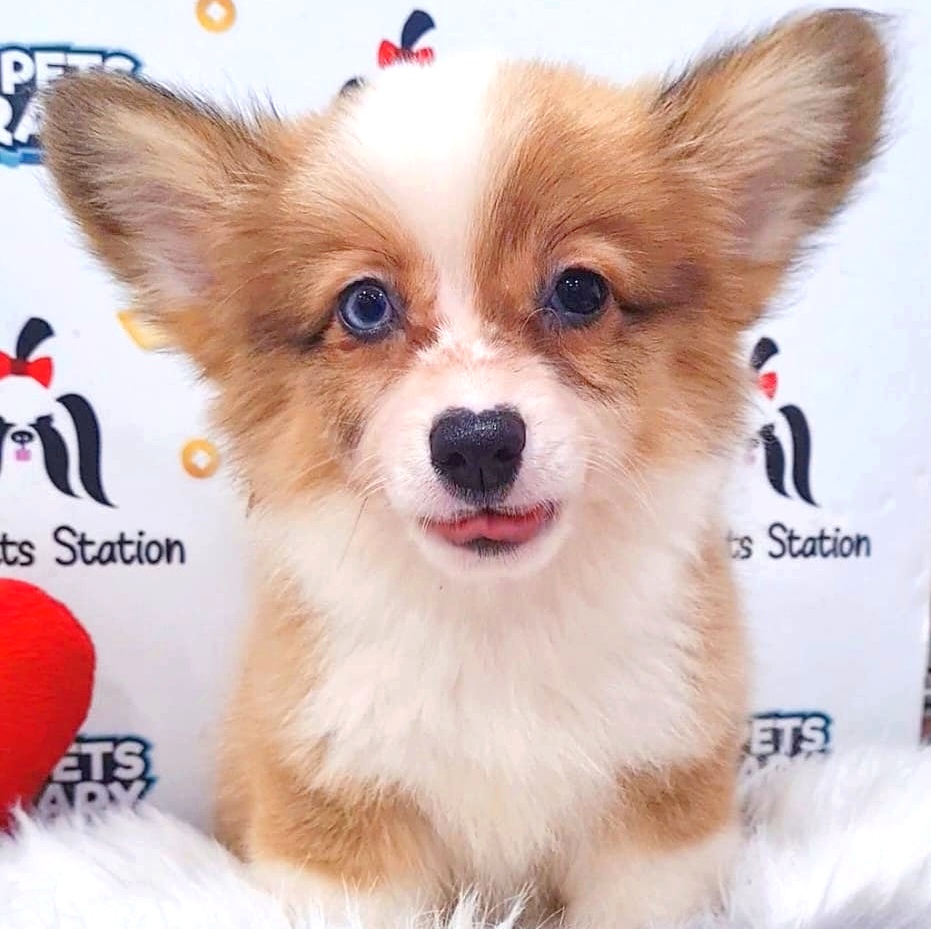 Welsh Corgi Puppy (Female) For Sale