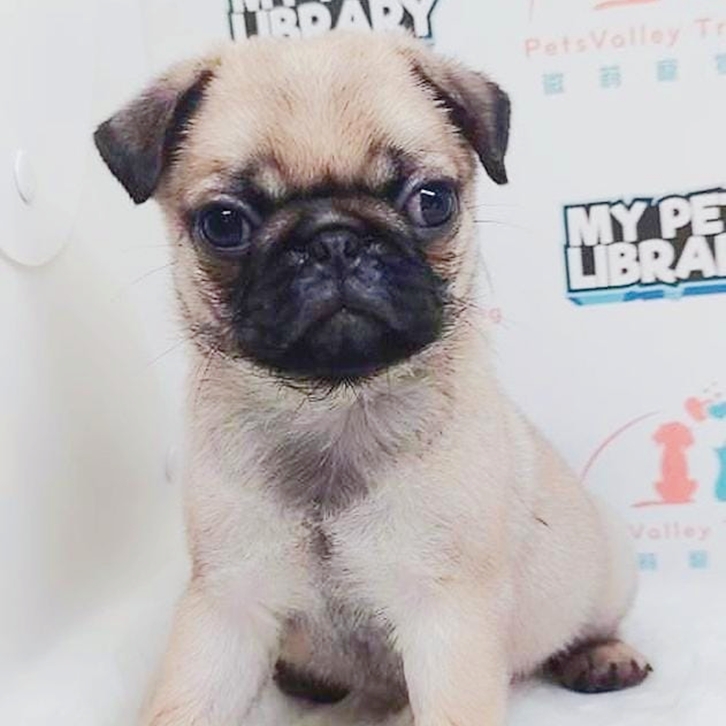 Pug Puppy (Male) For Sale