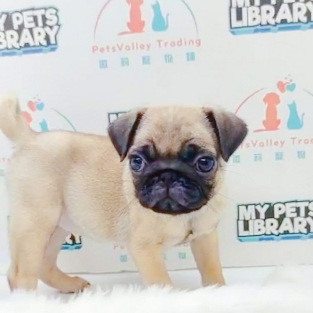 Pug Puppy (Female) For Sale