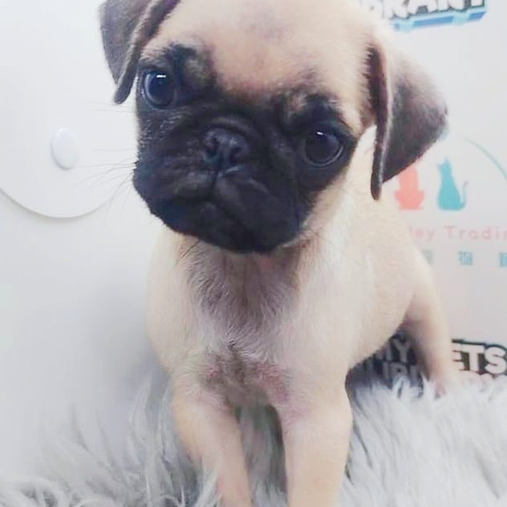 Pug Puppy (Male) For Sale