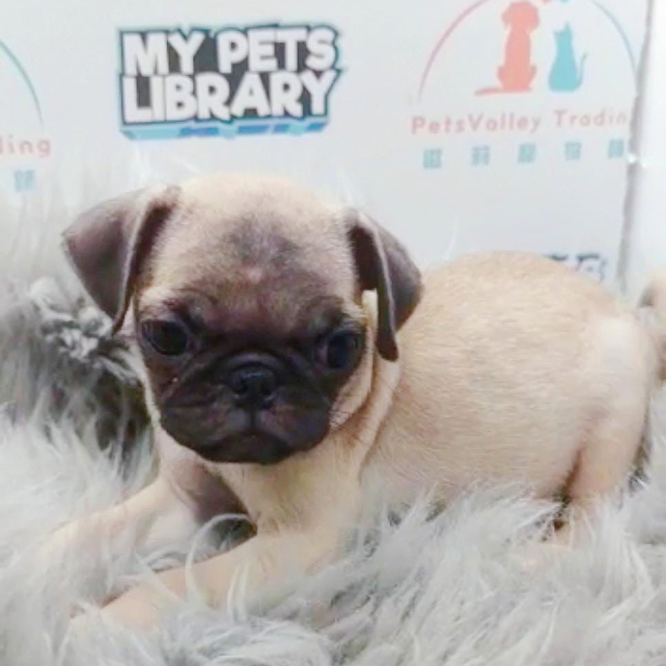 Pug Puppy (Male) For Sale