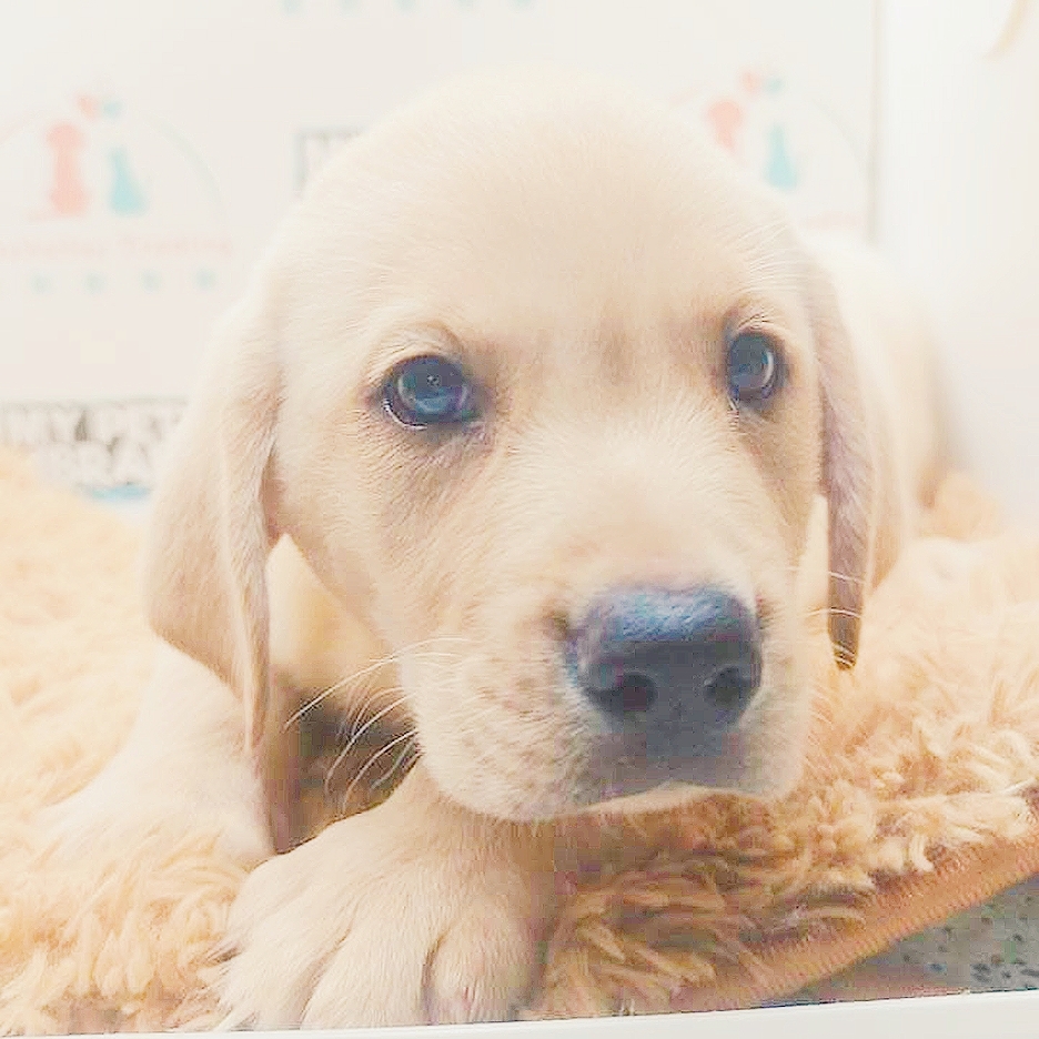 Labrador Retriever Puppy (Male) For Sale