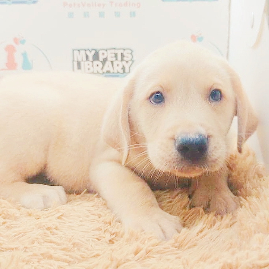 Labrador Retriever Puppy (Male) For Sale