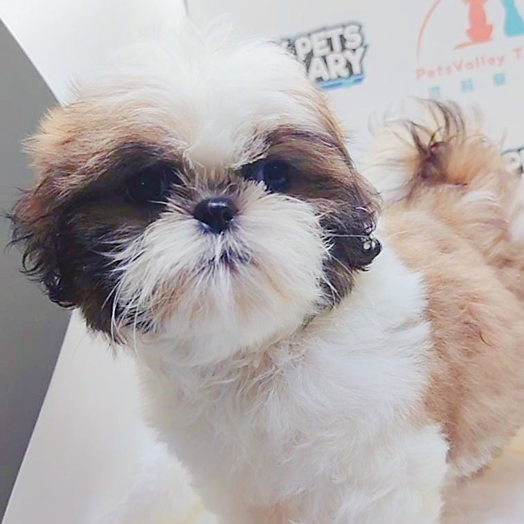Shih Tzu Puppy (Female) For Sale
