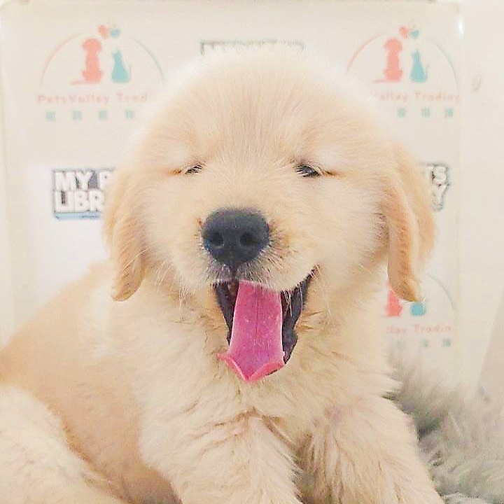 Golden Retriever Puppy (Male) For Sale