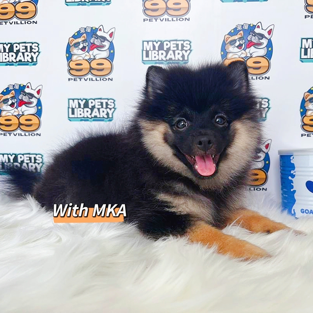 MKA Pomeranian Puppy (Male) For Sale