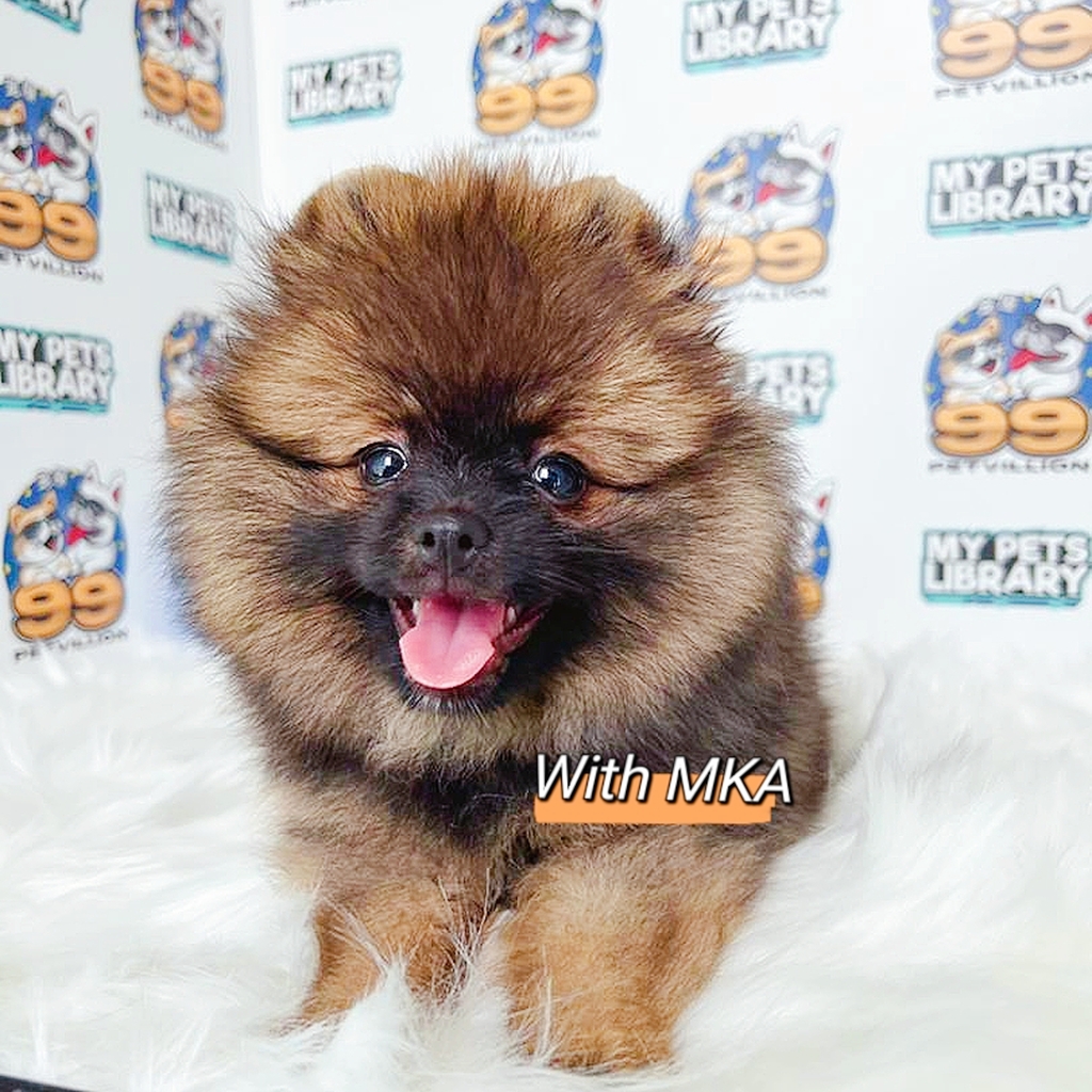 MKA Pomeranian Puppy (Female) For Sale