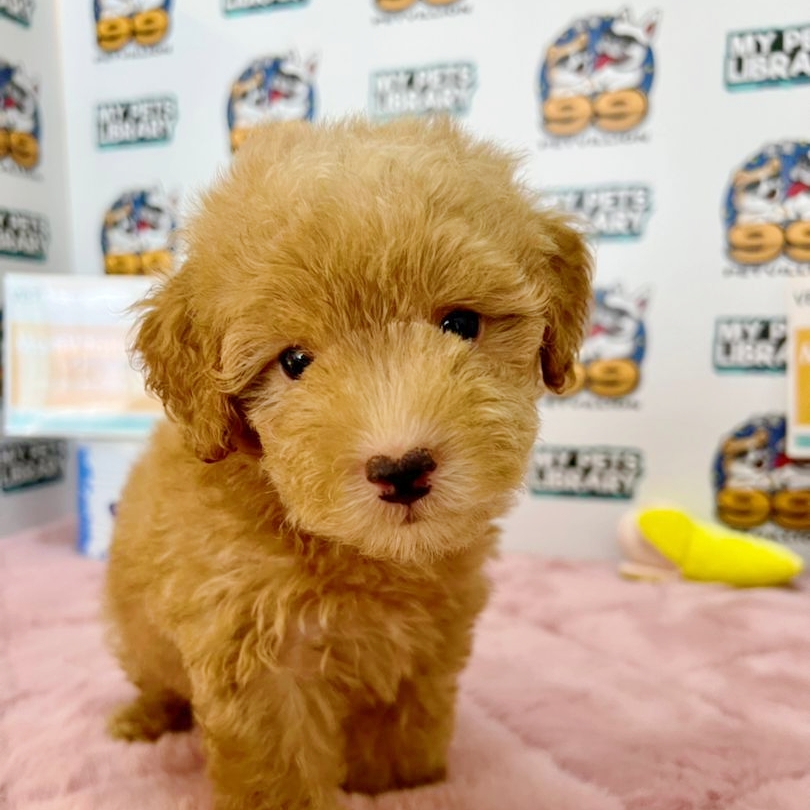 Toy Poodle Puppy (Male) For Sale
