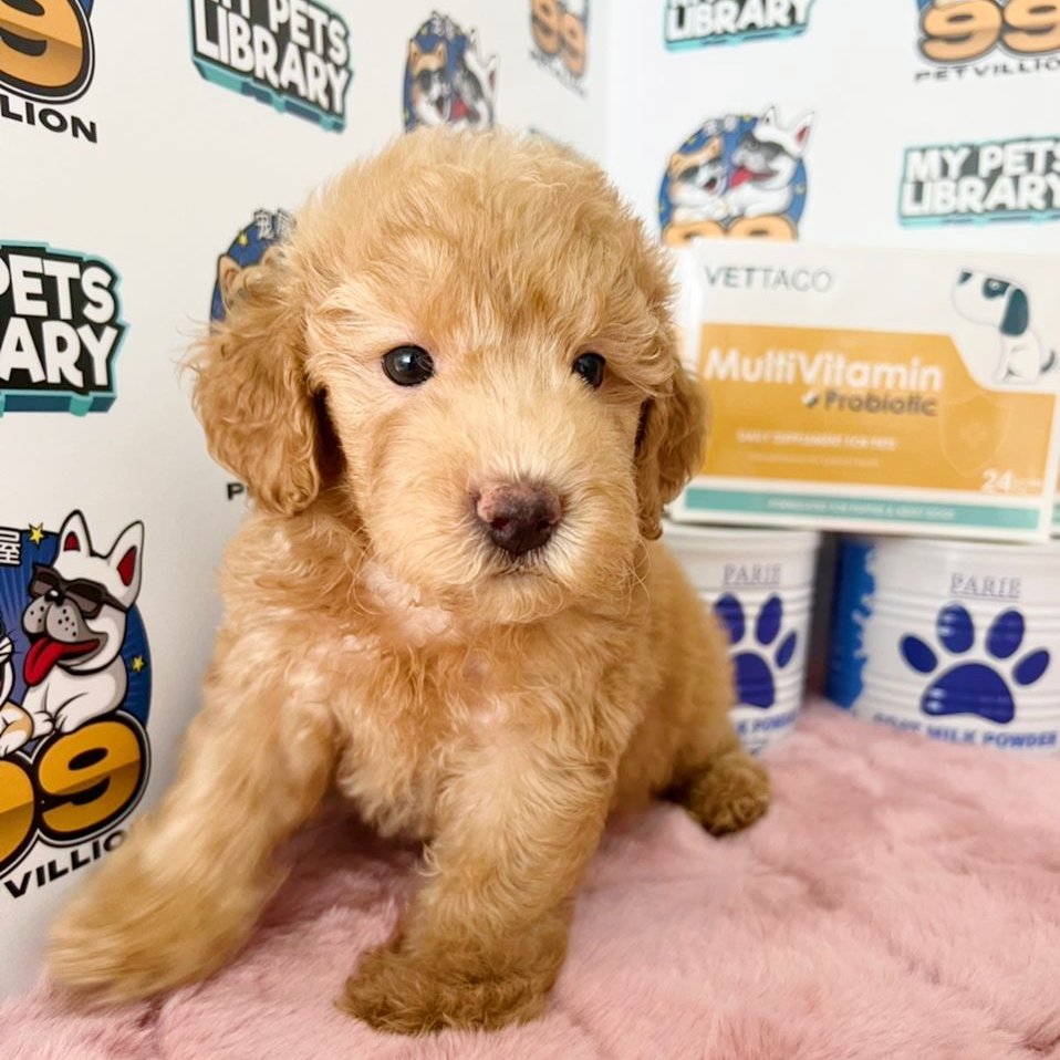 Toy Poodle Puppy (Male) For Sale