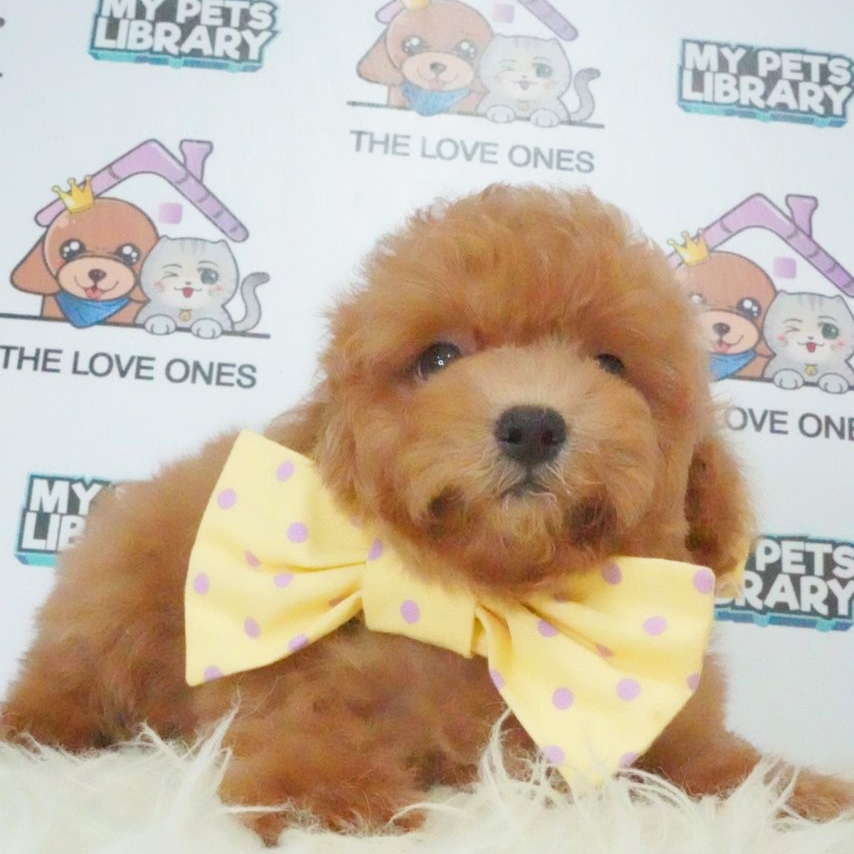 Tiny Poodle Puppy (Male) For Sale