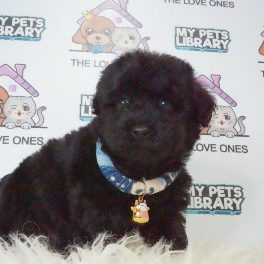 Tiny Poodle Puppy (Male) For Sale