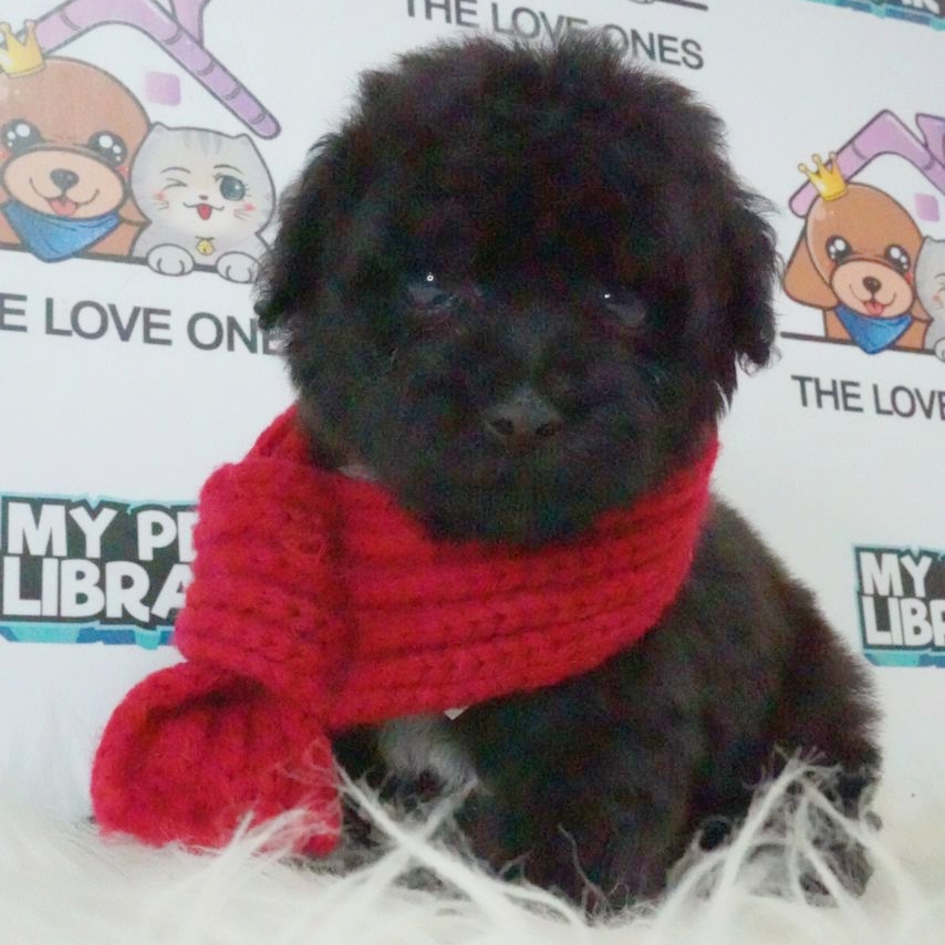 Tiny Poodle Puppy (Female) For Sale