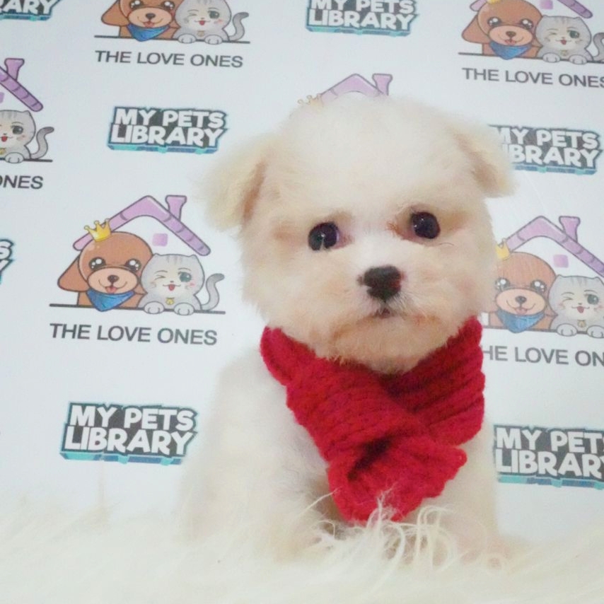Tiny Poodle Puppy (Female) For Sale