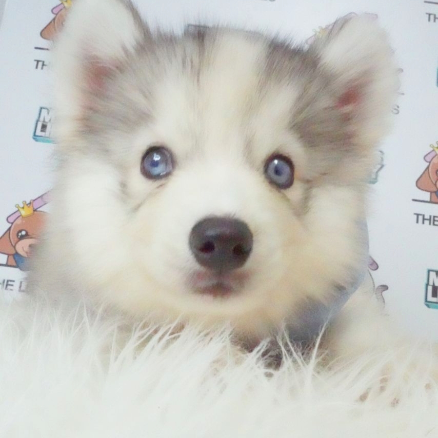 Wooly Husky Puppy (Female) For Sale