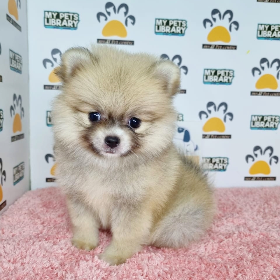 Pomeranian Puppy (Female) For Sale