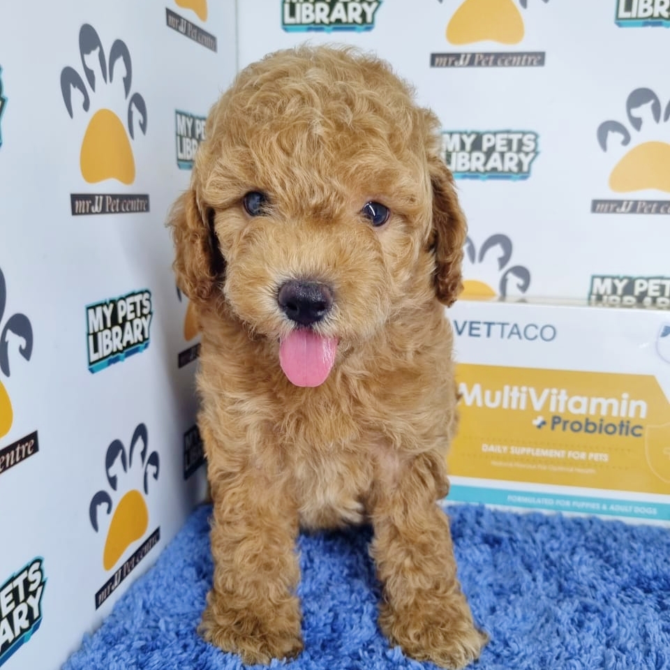 Toy Poodle Puppy (Male) For Sale