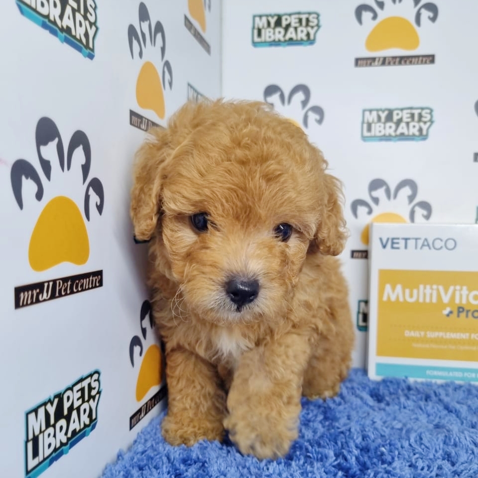 Toy Poodle Puppy (Male) For Sale