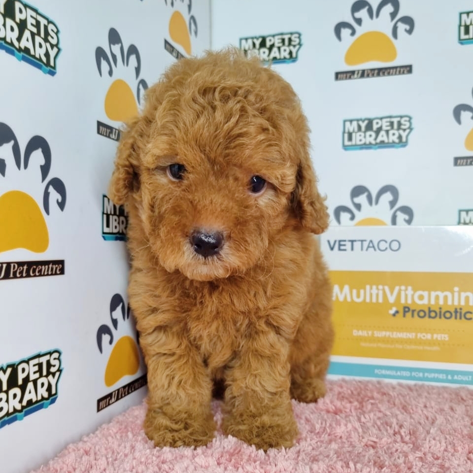 Toy Poodle Puppy (Female) For Sale
