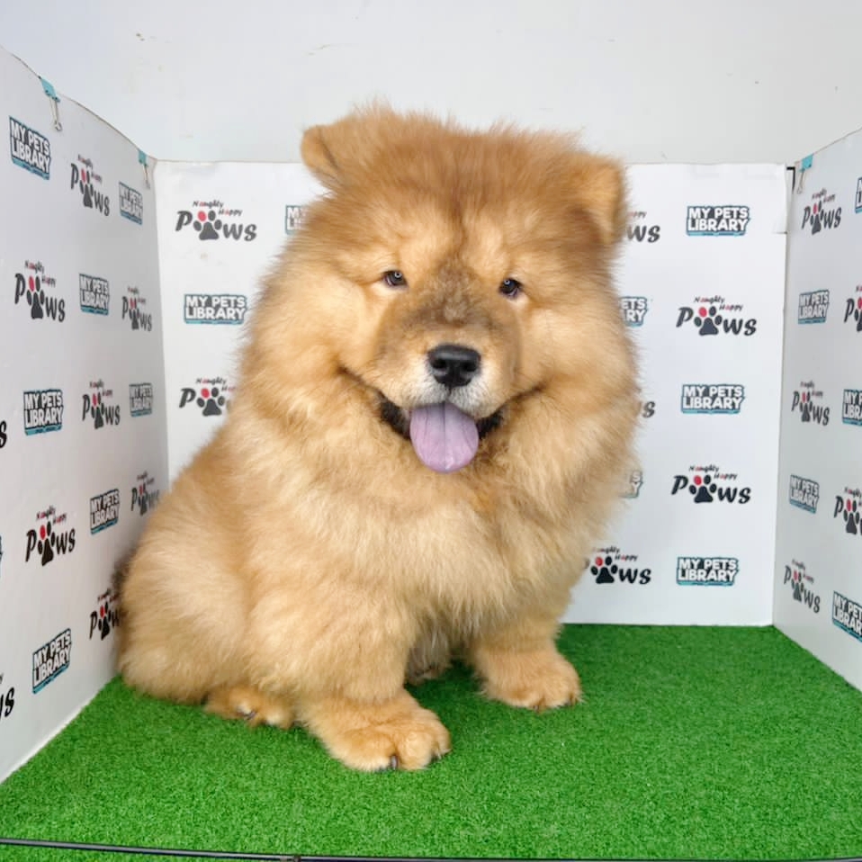 Chow Chow Puppy (Male) For Sale