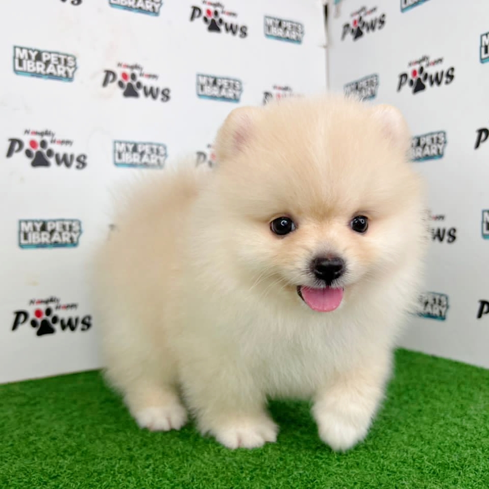 Pomeranian Puppy (Male) For Sale