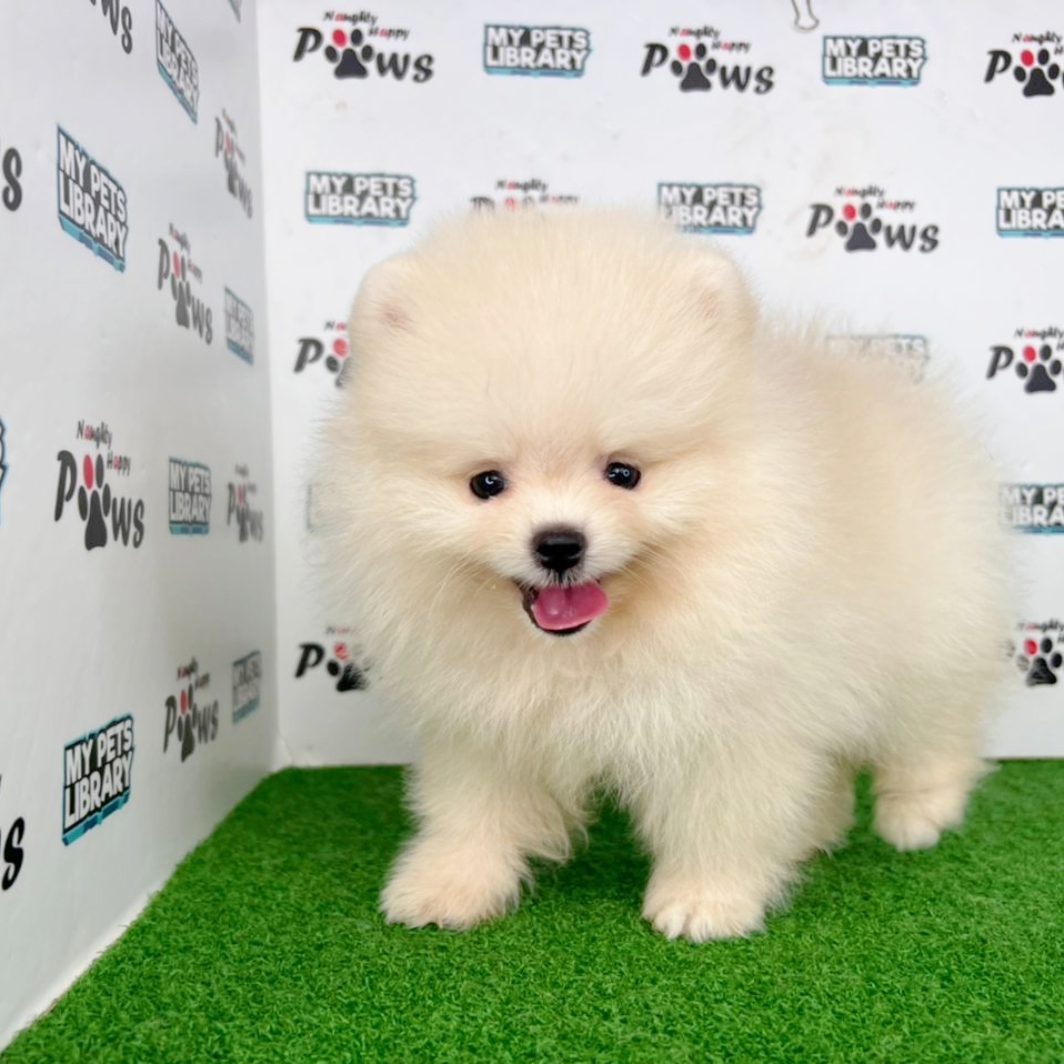 Pomeranian Puppy (Female) For Sale