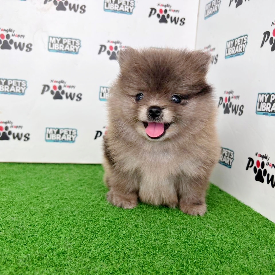 Pomeranian Puppy (Female) For Sale