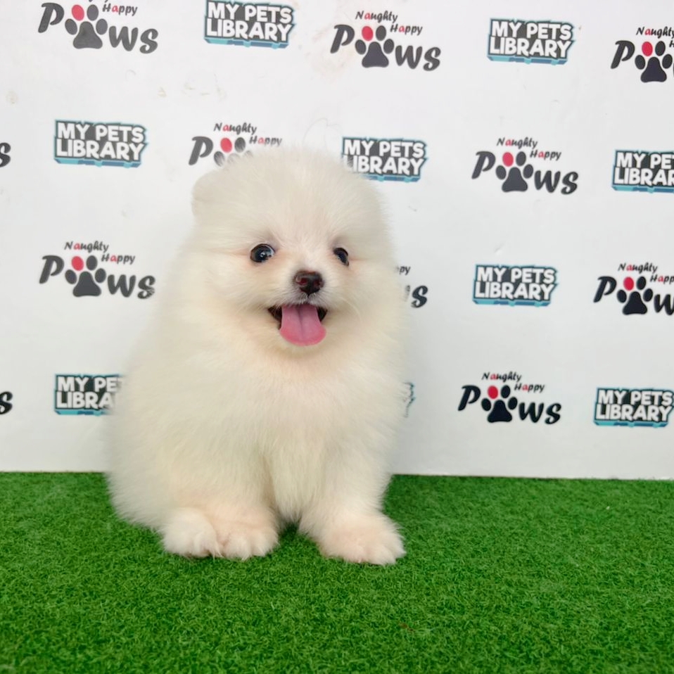 Pomeranian Puppy (Female) For Sale